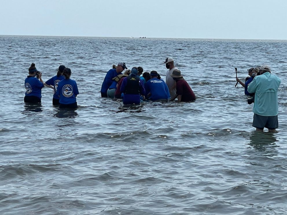 PHOTO: A young male bottlenose dolphin was rescued from a retention pond in Slidell, La. and released back into the Gulf, Sept. 5, 2021.