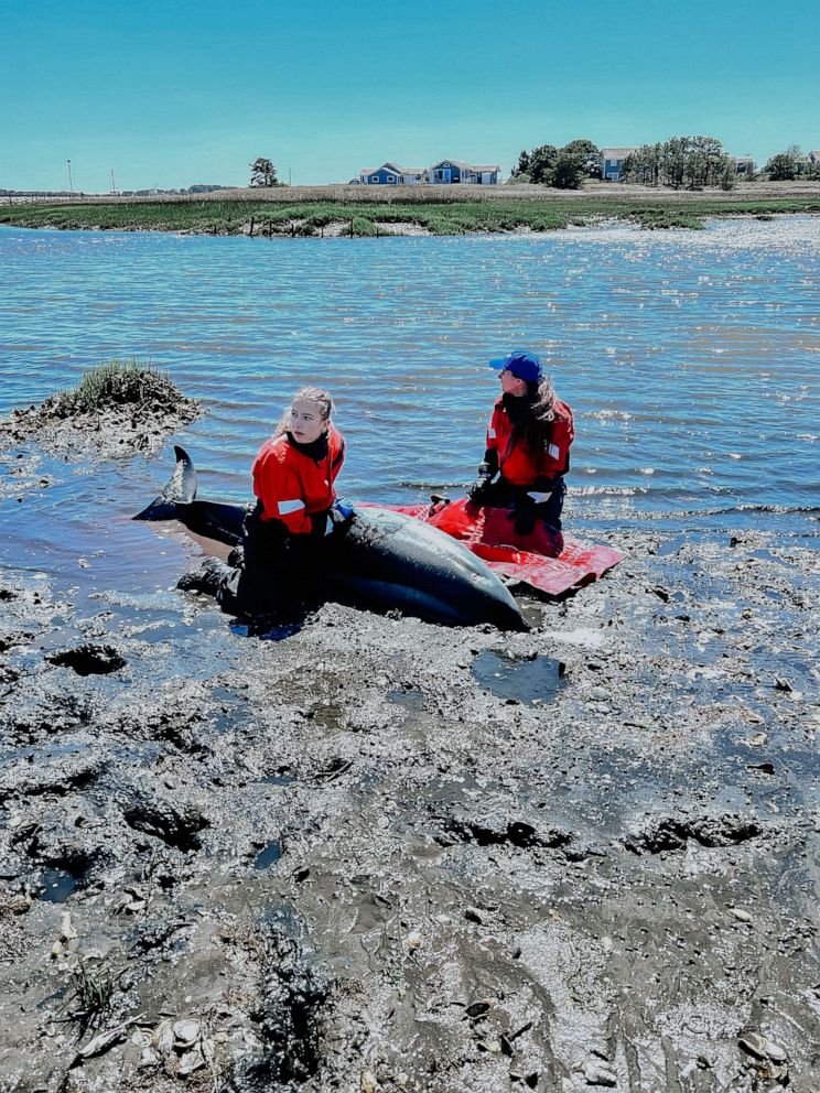 9 dolphins saved off Massachusetts coast after swimming close to shore