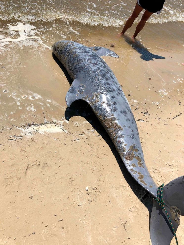 PHOTO: This undated photo provided by the Institute for Marine Mammal Studies shows lesions on a dolphin stranded along the U.S. Gulf Coast shoreline.