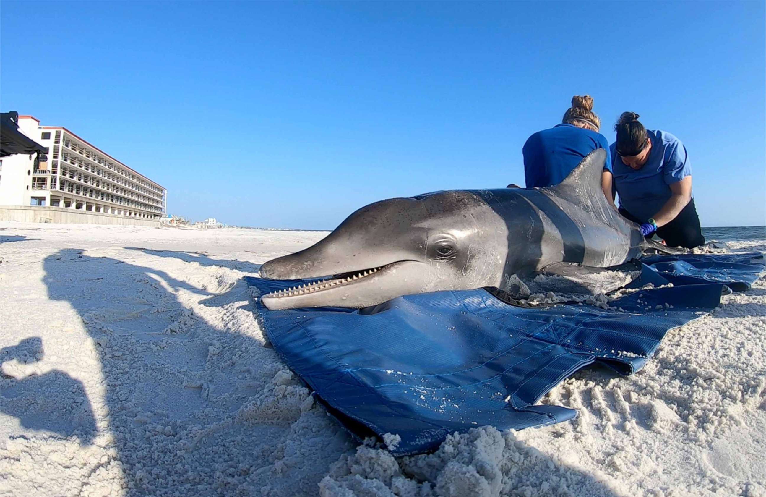 PHOTO: Blood samples are retrieved from a (deceased) rough-toothed dolphin on May 14, 2019, by volunteer Brittany Baldrica, left, and Dr. Michelle Schisa after the animal was found ailing and beached on Mexico Beach in the Florida panhandle.