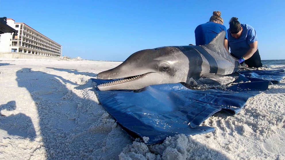 261 bottlenose dolphins have washed dead up along the Gulf Coast since  February: NOAA - ABC News