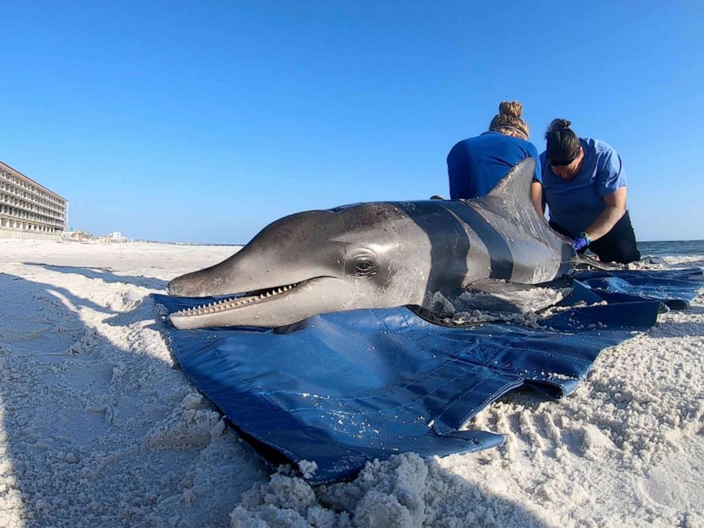 PHOTO: Blood samples are retrieved from a (deceased) rough-toothed dolphin on May 14, 2019, by volunteer Brittany Baldrica, left, and Dr. Michelle Schisa after the animal was found ailing and beached on Mexico Beach in the Florida panhandle.