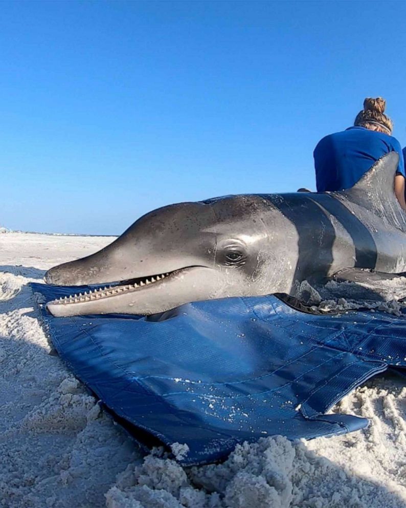 Download 261 Bottlenose Dolphins Have Washed Dead Up Along The Gulf Coast Since February Noaa Abc News