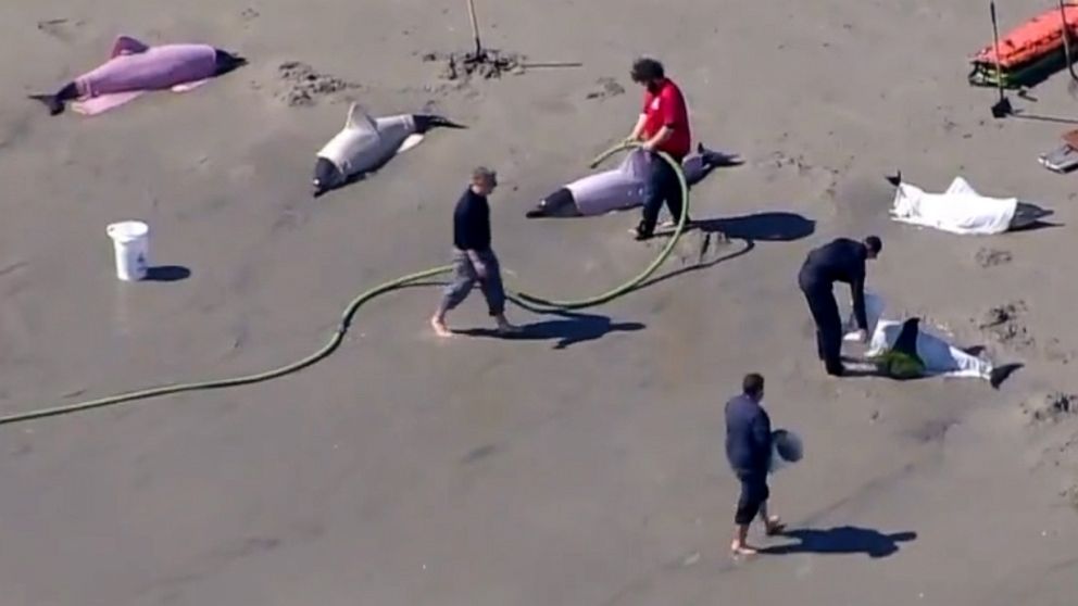 8 dolphins dead after washing ashore on New Jersey beaches