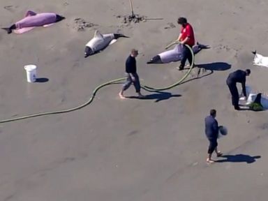 8 dolphins dead after washing ashore on New Jersey beach