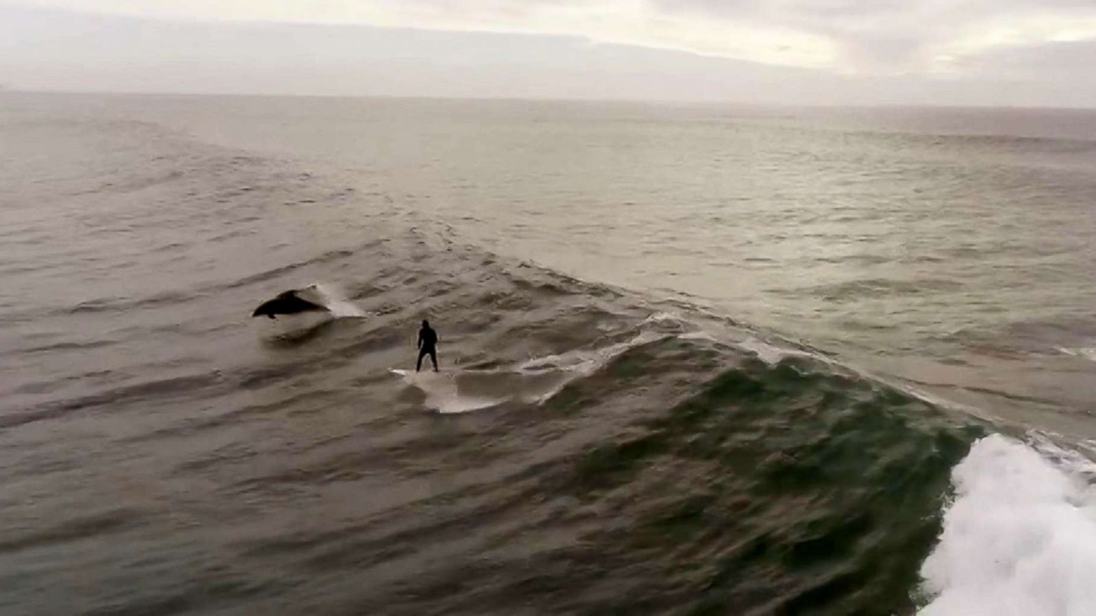 Dolphin and surfer sharing a wave at Byron Bay today #dolphin