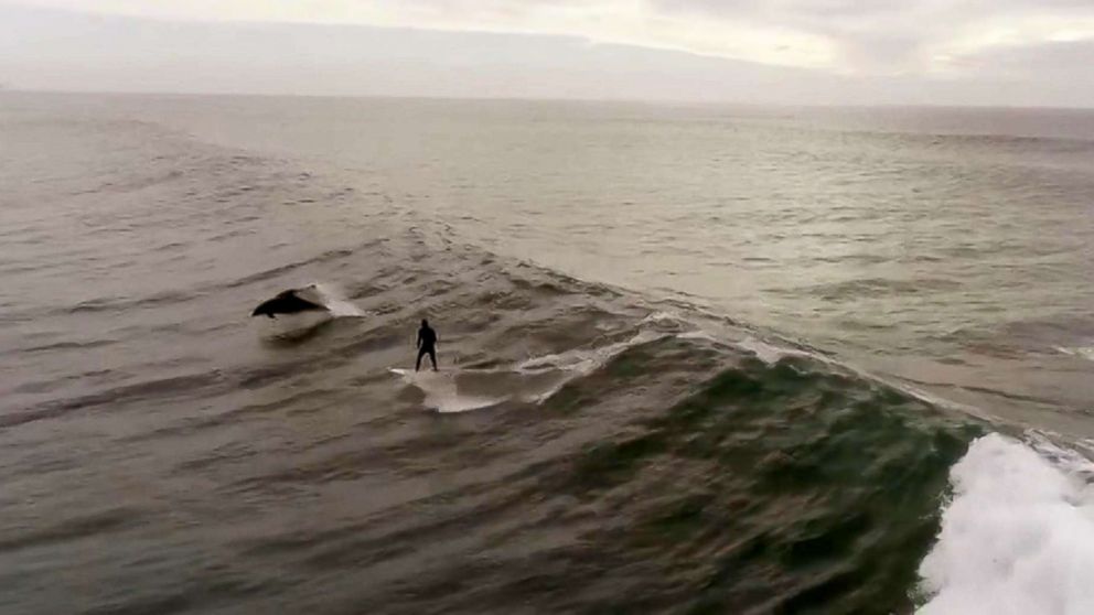 Drone captures California man surfing with dolphins