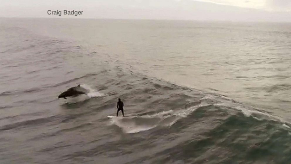 PHOTO: Craig Badger captured dolphins joining Alden Blair, 27, of Thousand Oaks, as he surfed in Ventura County, California, Jan. 9, 2019.