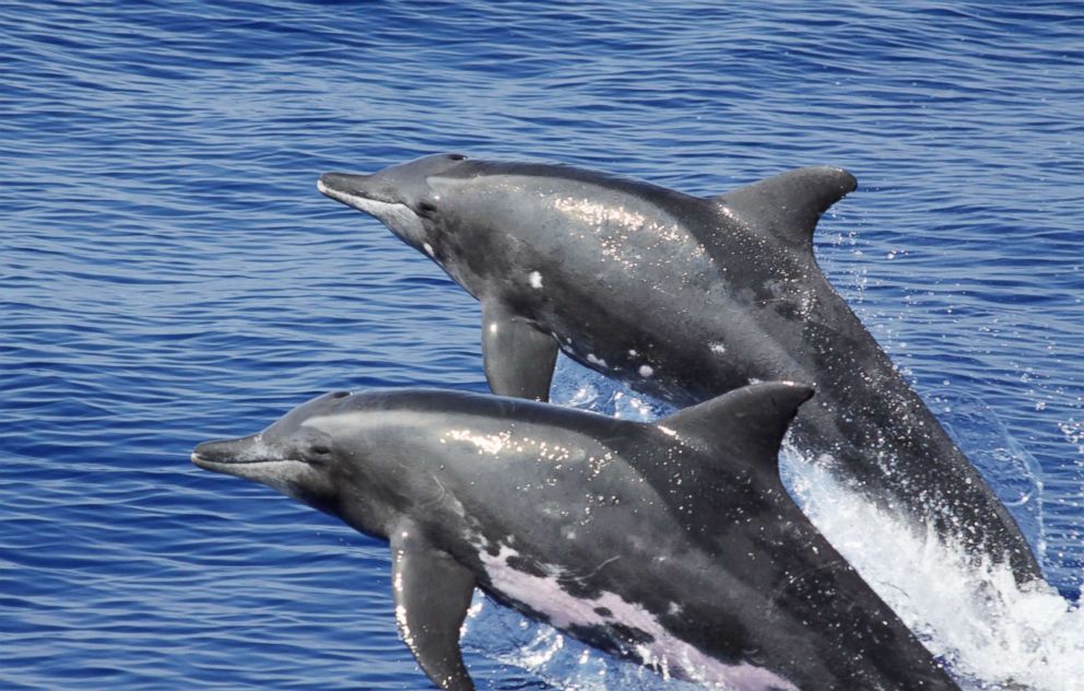 PHOTO: Dolphins are pictured in this undated photo.