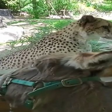 Resident cheetahs at a zoo in Providence, Rhode Island, were mesmerized by Willy the donkey, who made an enrichment visit as a way to keep animals engaged amid the COVID-19 lockdown.