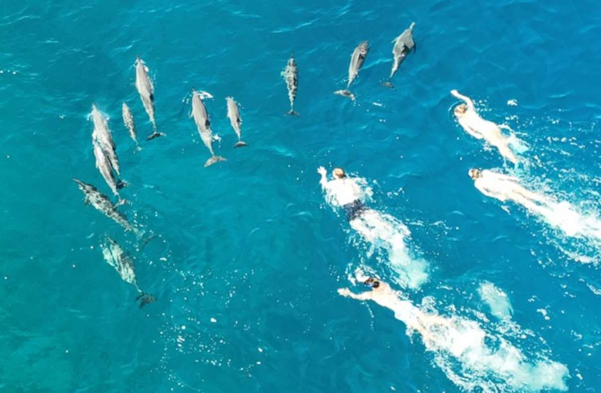 PHOTO: Members of a large group of swimmers appear to chase a pod of dolphins in this photo released by Hawaii's Department of Land and Natural Resources taken on Sunday, March 26, 2023.