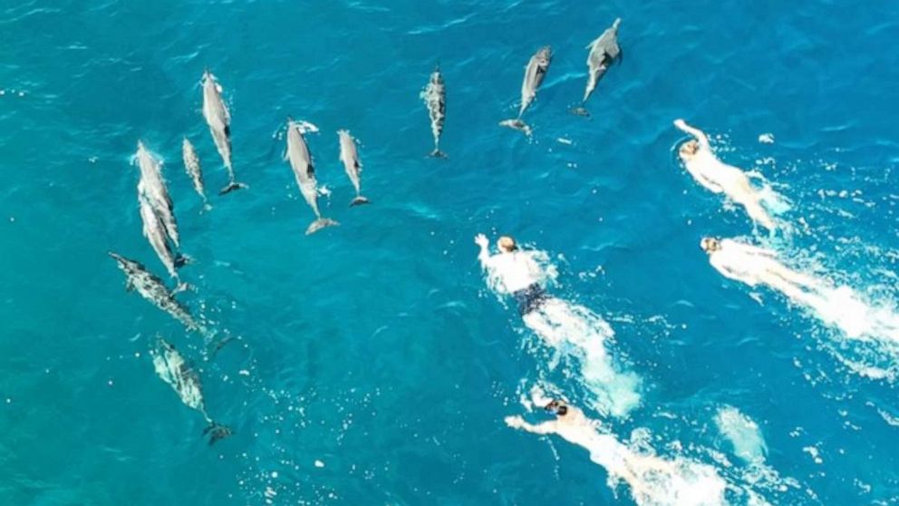 PHOTO: Members of a large group of swimmers appear to chase a pod of dolphins in this photo released by Hawaii's Department of Land and Natural Resources taken on Sunday, March 26, 2023.