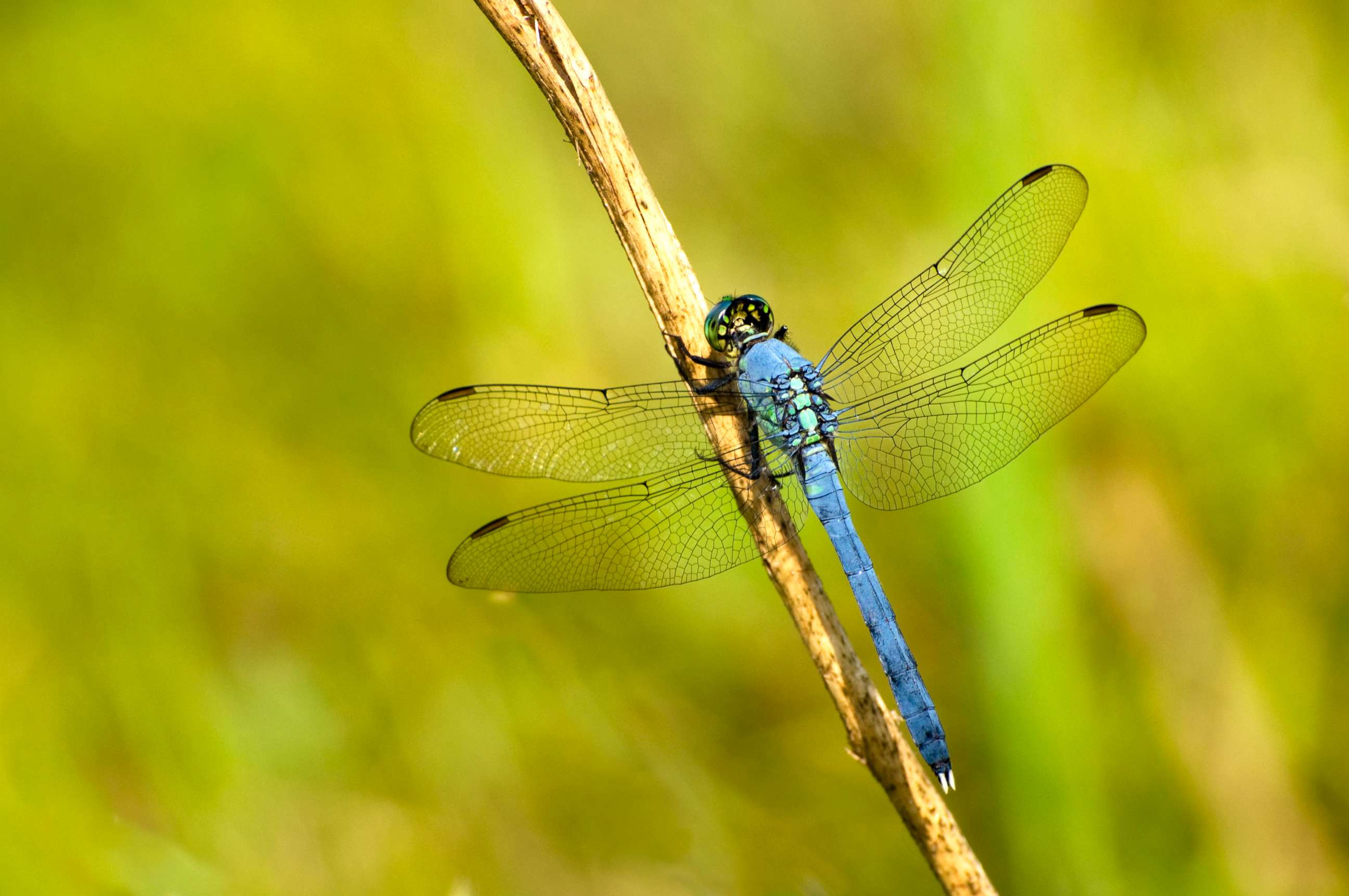 PHOTO: Eastern Pondhawk dragonfly