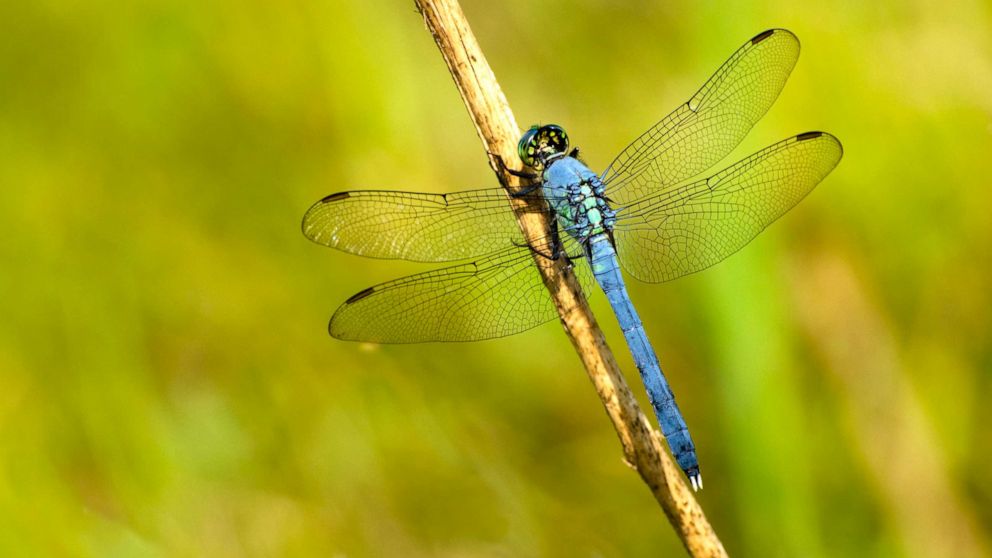 swarms-of-dragonflies-across-3-states-are-so-large-they-re-showing-up