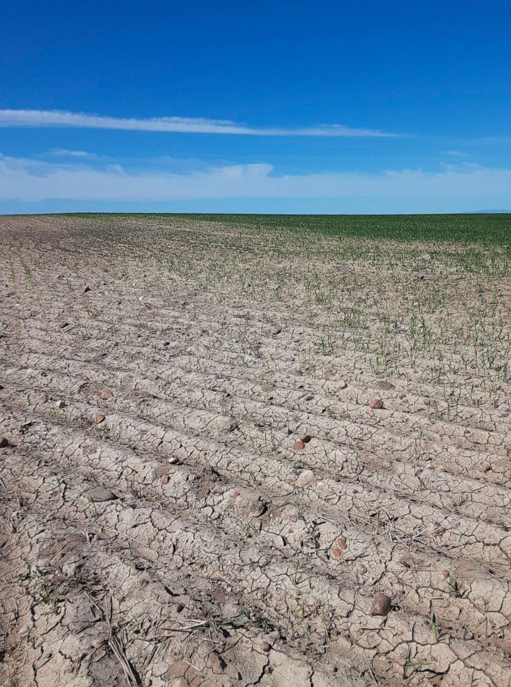 PHOTO: In this June 18, 2021, file photo provided by the Phillips County Extension Agency, a wheat field damaged by grasshoppers is shown near Malta, Mont. A drought that covers most of the state made 2021 the fourth driest year on record for Montana.