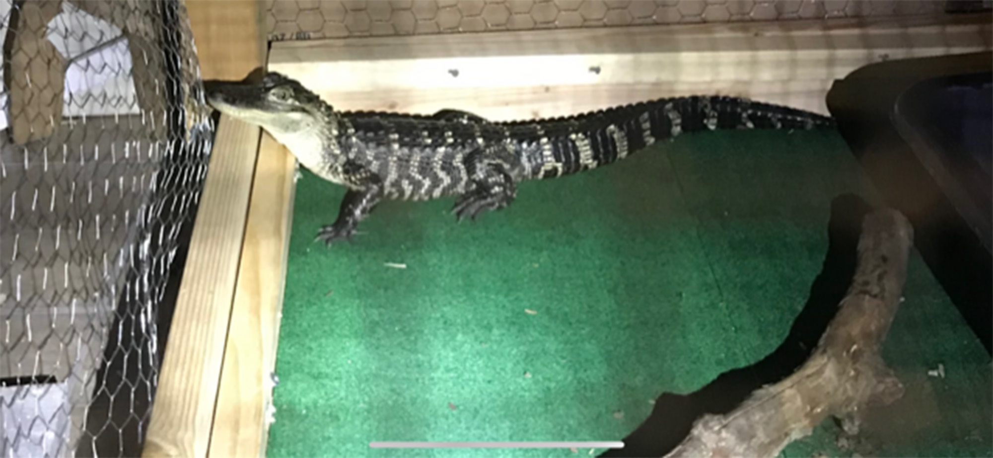 PHOTO: Authorities found an alligator living in the kitchen of a residence in South Coatesville, Penn., Feb. 8, 2019.