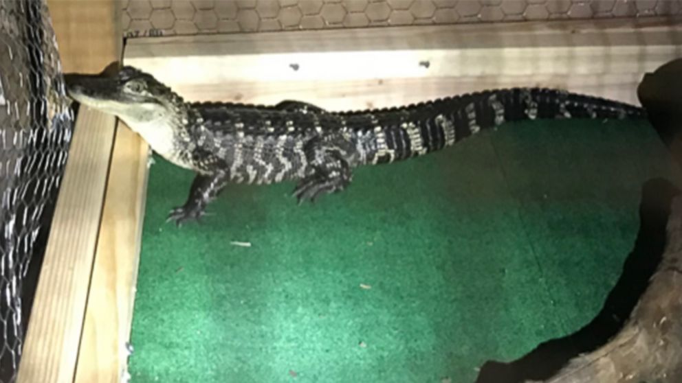 PHOTO: Authorities found an alligator living in the kitchen of a residence in South Coatesville, Penn., Feb. 8, 2019.
