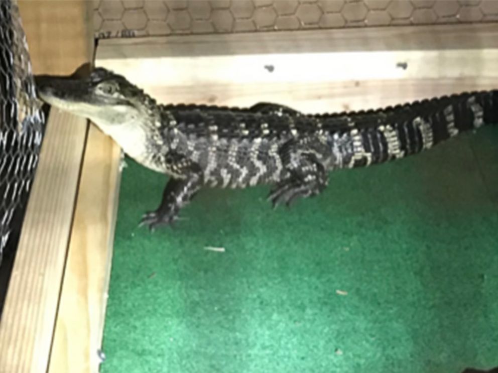 PHOTO: Authorities found an alligator living in the kitchen of a residence in South Coatesville, Penn., Feb. 8, 2019.