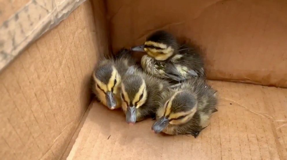 PHOTO: Firefighters rescued four ducklings from a storm drain pipe in Colorado. 