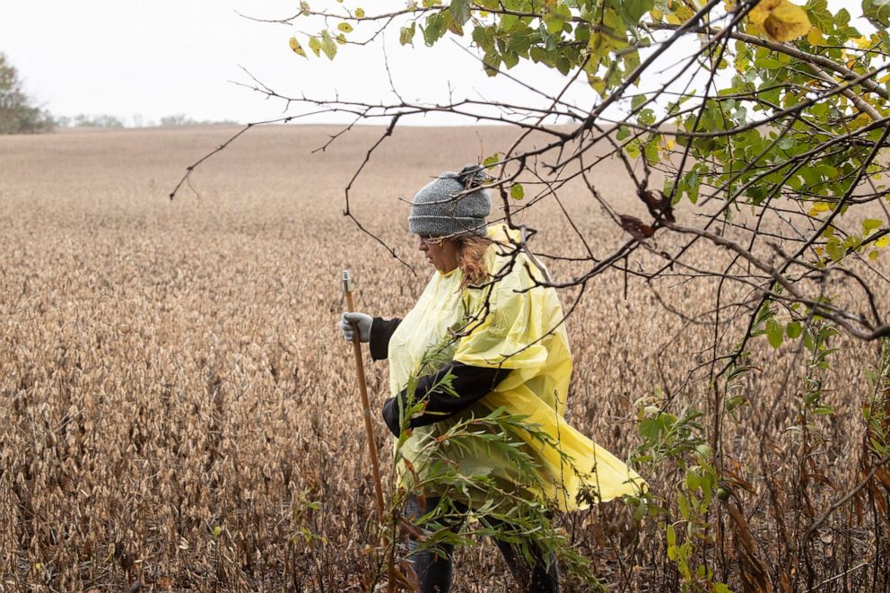 PHOTO: In this Sunday, Oct. 27, 2019, photo, Vineland resident Jeannette Lopez helps search a farm field outside Bridgeton, N.J., for Dulce Maria Alavez. The girl was last seen Sept. 16 in Bridgeton's city park.