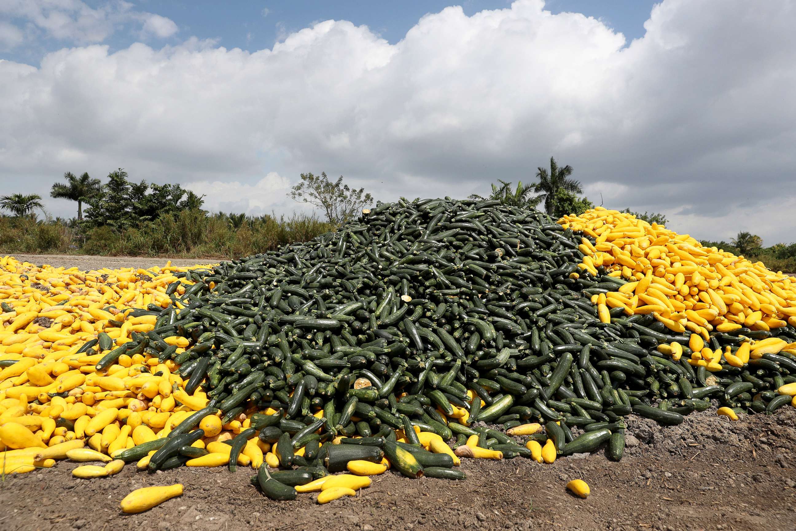 PHOTO: A pile of zucchini and squash is seen after it was discarded by a farmer, April 1, 2020, in Florida City, Florida.