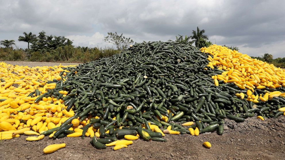 PHOTO: A pile of zucchini and squash is seen after it was discarded by a farmer, April 1, 2020, in Florida City, Florida.