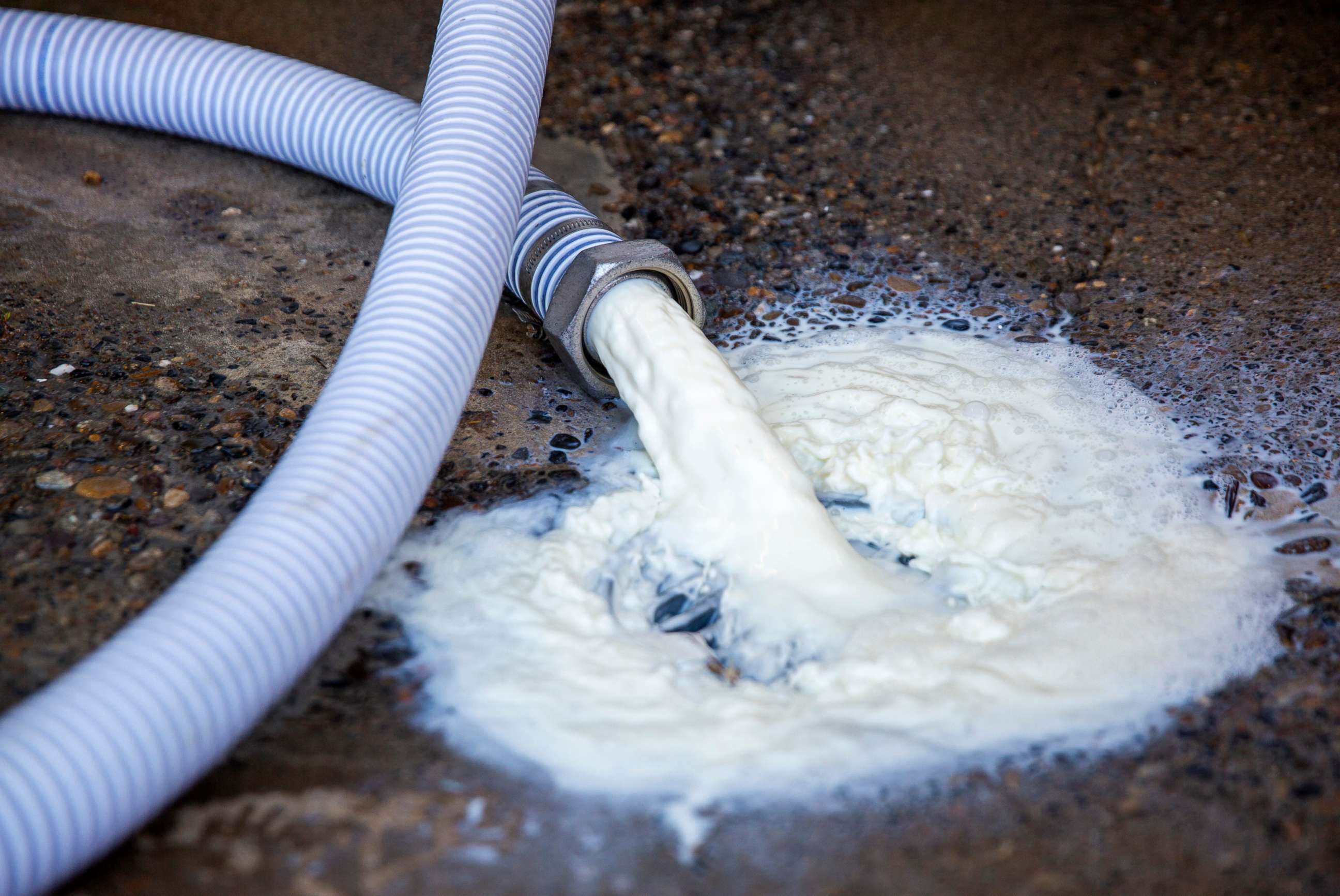 PHOTO: Milk pours out of the bulk tank and into the drain, April 8, 2020, at the Azevedo Family Dairy, in Buhl, Idaho. Owner Richard Azevedo says 4,100 gallons of milk were dumped that morning.