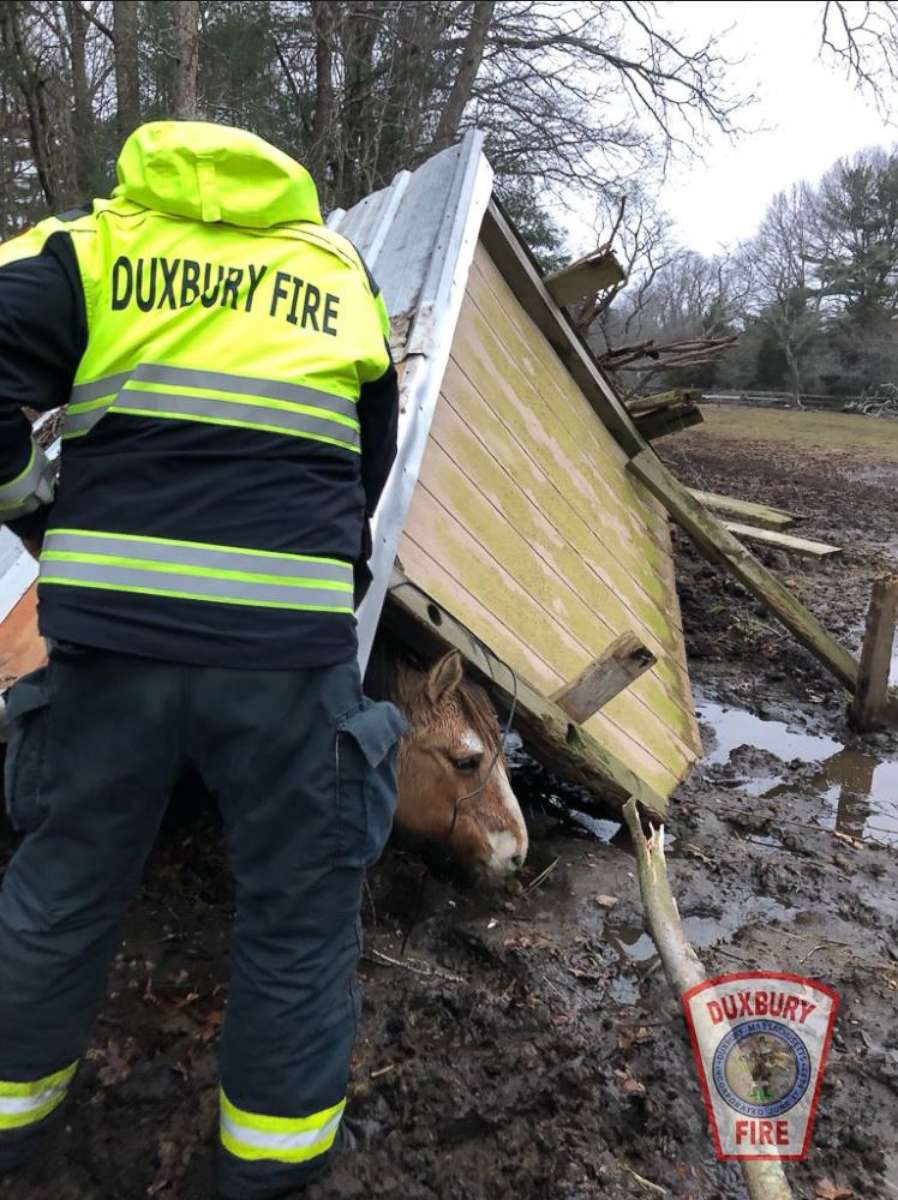 PHOTO: Emergency workers in Duxbury, Massachusetts, work to rescue a horse under a structure that collapsed during storm.