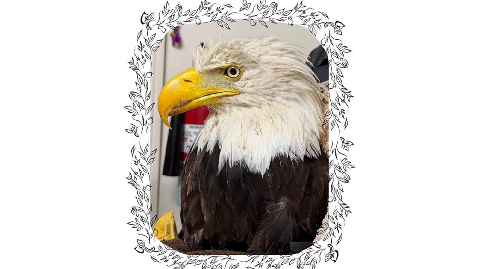PHOTO: A Facebook post from The Ojai Raptor Center, Aug. 10, 2026, said Bald Eagle 26-519 passed away.