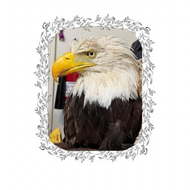 PHOTO: A Facebook post from The Ojai Raptor Center, Aug. 10, 2026, said Bald Eagle 26-519 passed away.