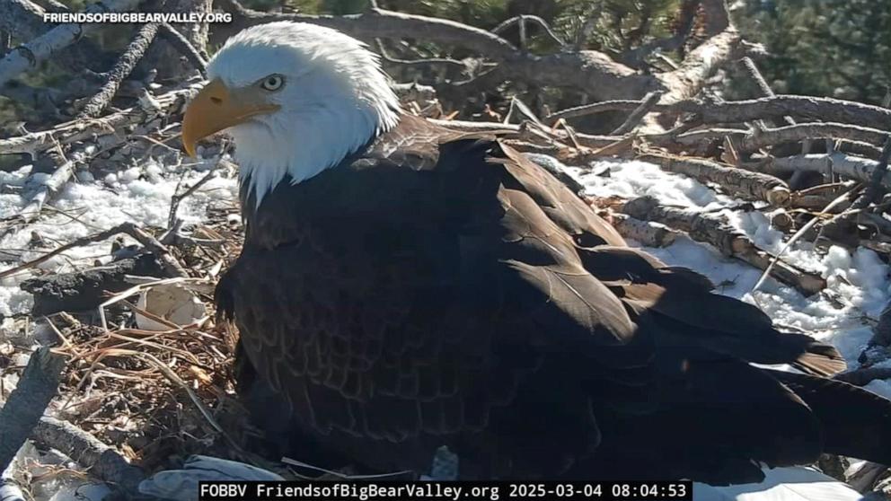 PHOTO: The Friends of Big Bear Valley nonprofit shares 24/7 livestreams of a bald eagle nest in the San Bernardino Mountains of Southern California.