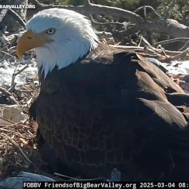 PHOTO: The Friends of Big Bear Valley nonprofit shares 24/7 livestreams of a bald eagle nest in the San Bernardino Mountains of Southern California.