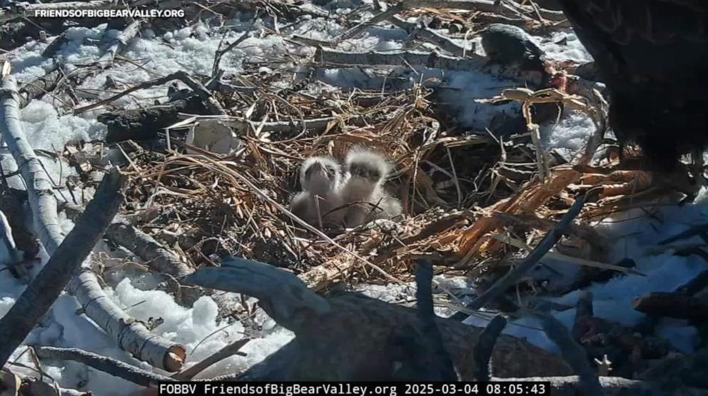 PHOTO: The Friends of Big Bear Valley nonprofit shares 24/7 livestreams of a bald eagle nest in the San Bernardino Mountains of Southern California.