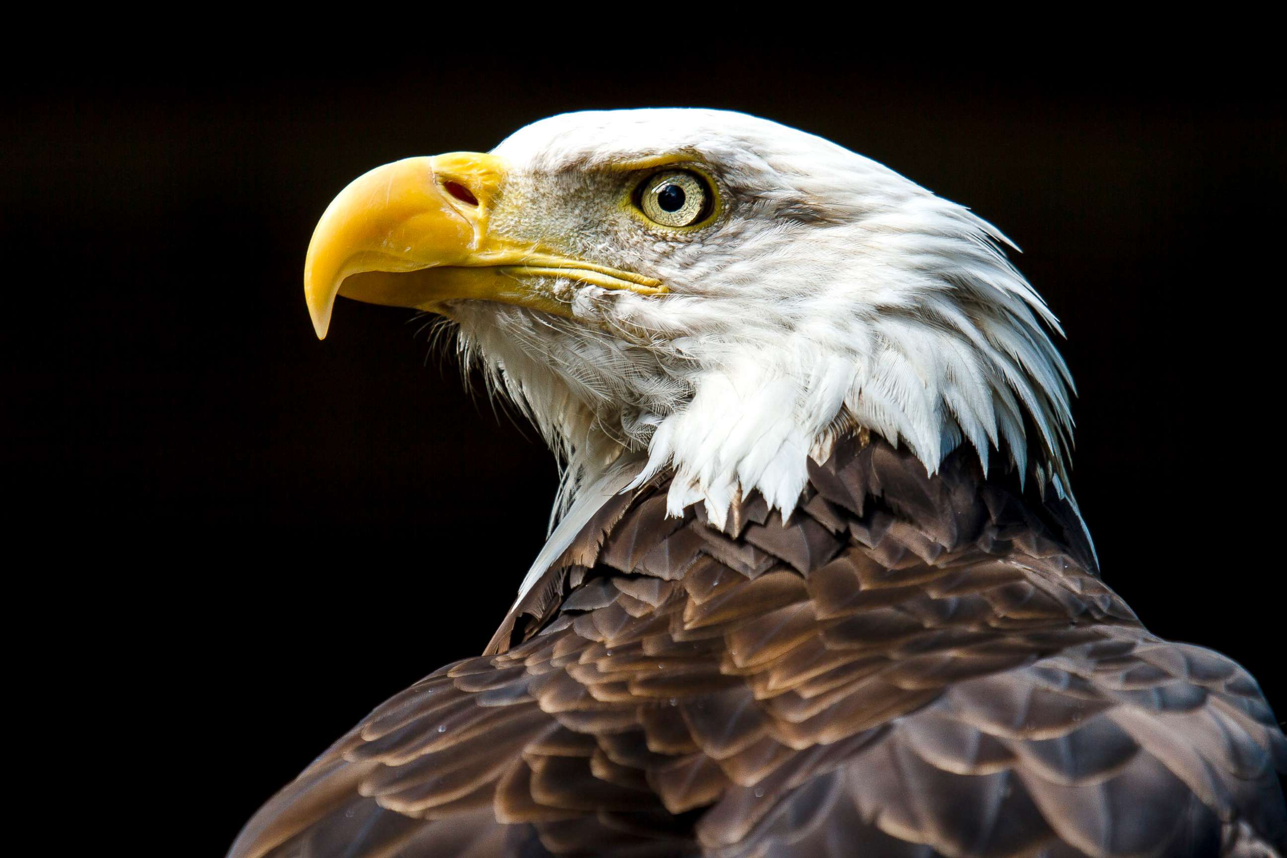 PHOTO: Profile of a Bald Eagle.