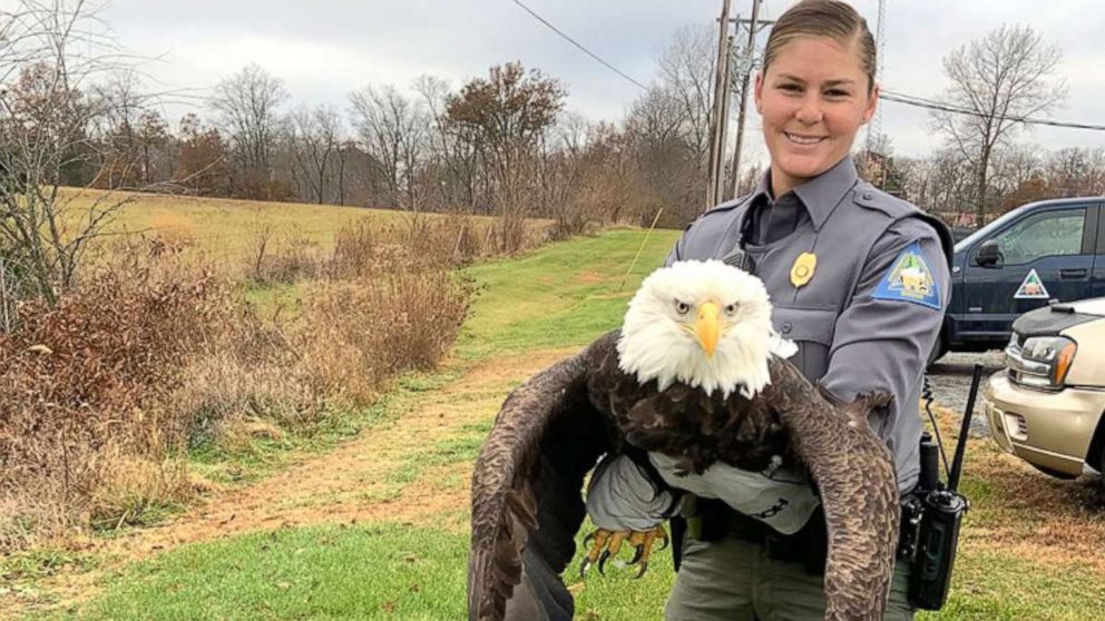 Severely injured bald eagle flying again in West Virginia