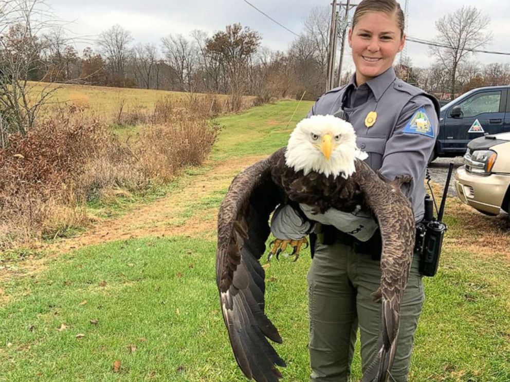 PHOTO: Missouri Department of Conservation Agent Haeley Eichler holds an adult female bald eagle that was rescued after it was shot twice in its wing near Paris, Missouri.
