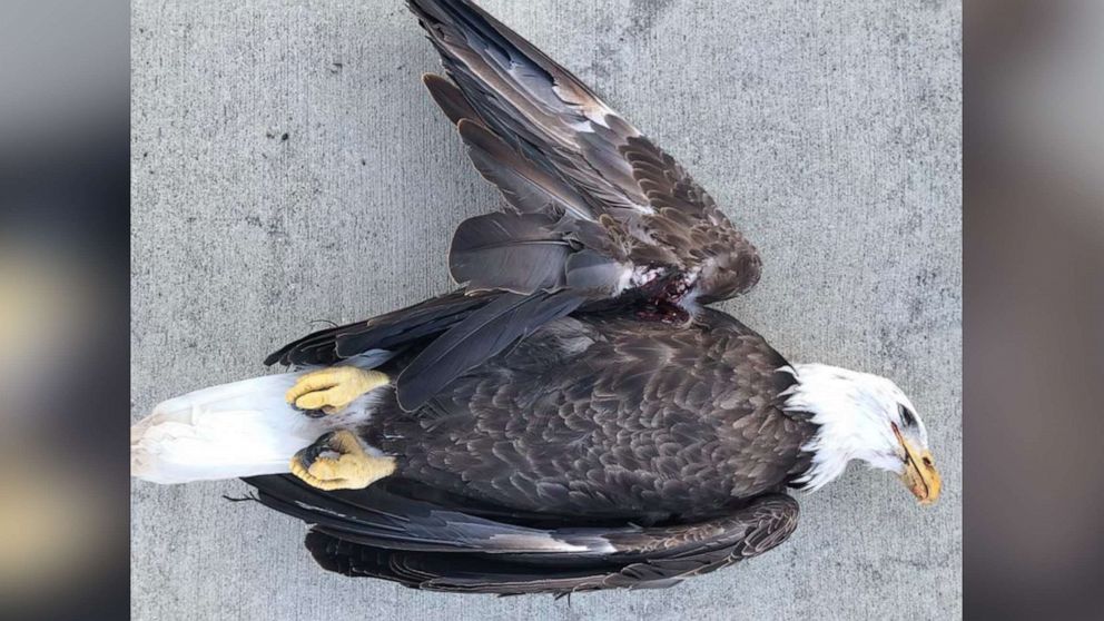 PHOTO: A bald eagle was shot and killed in Lawrence County, Indiana, on Dec. 20, 2019.