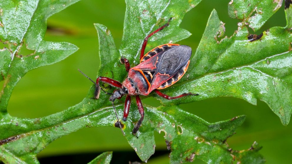 CDC confirms case of blood-sucking 'kissing bug' confirmed in Delaware ...