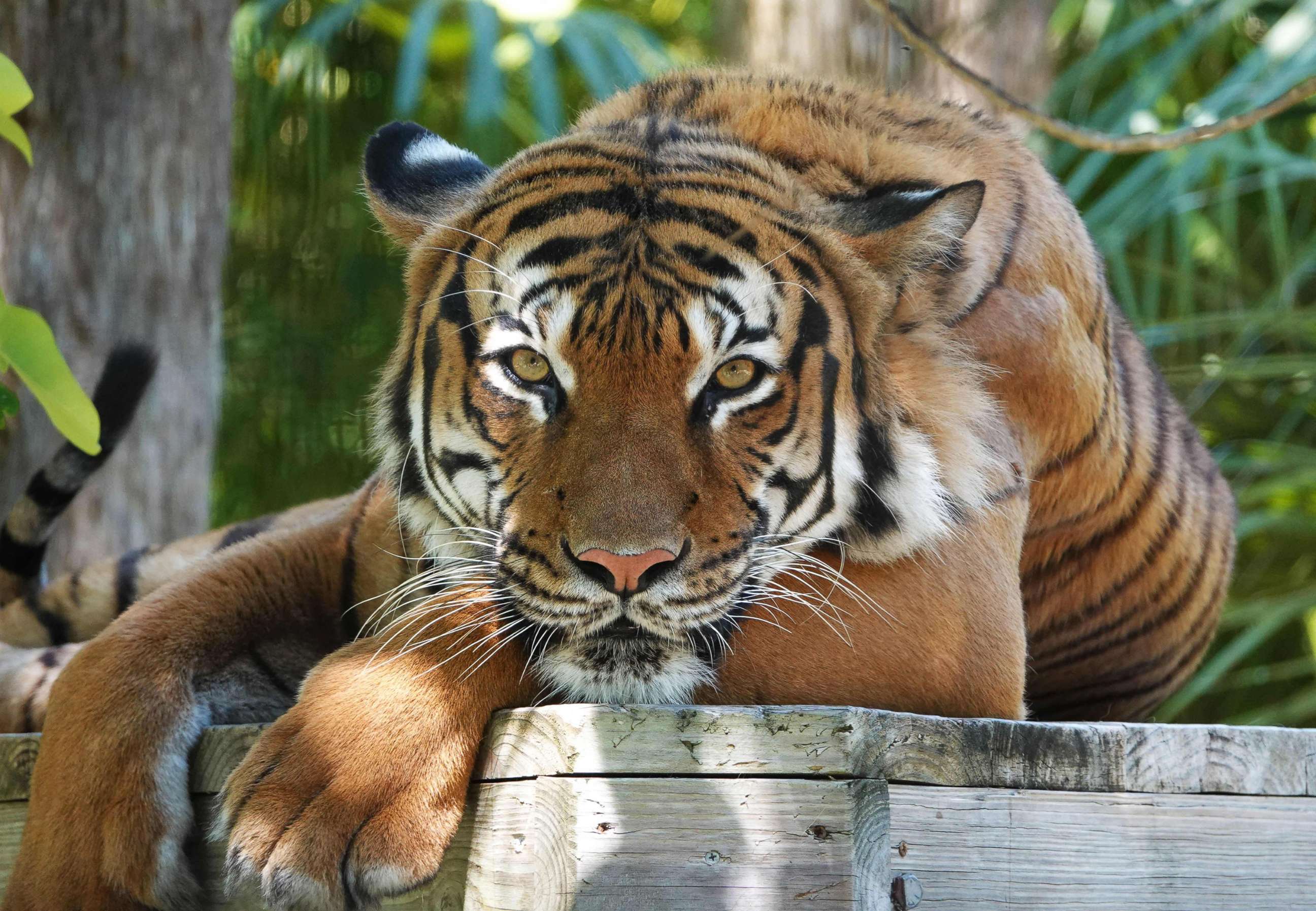 PHOTO: Eko, the Naples Zoo's Malayan tiger is pictured in an undated photo in Naples, Fla.