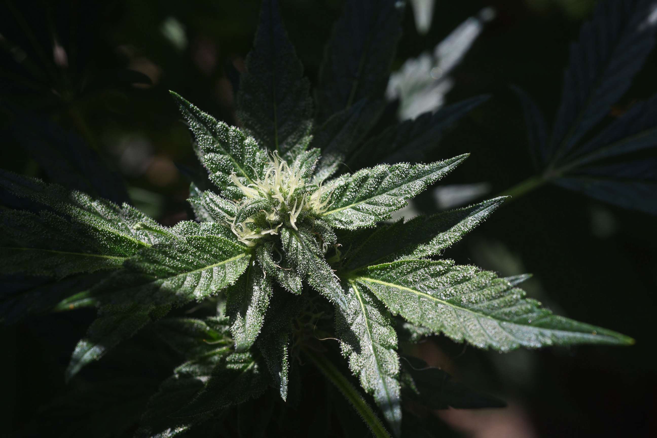 PHOTO: A marijuana cannabis plant flowers outdoors in Long Beach, Calif., June 7, 2022.