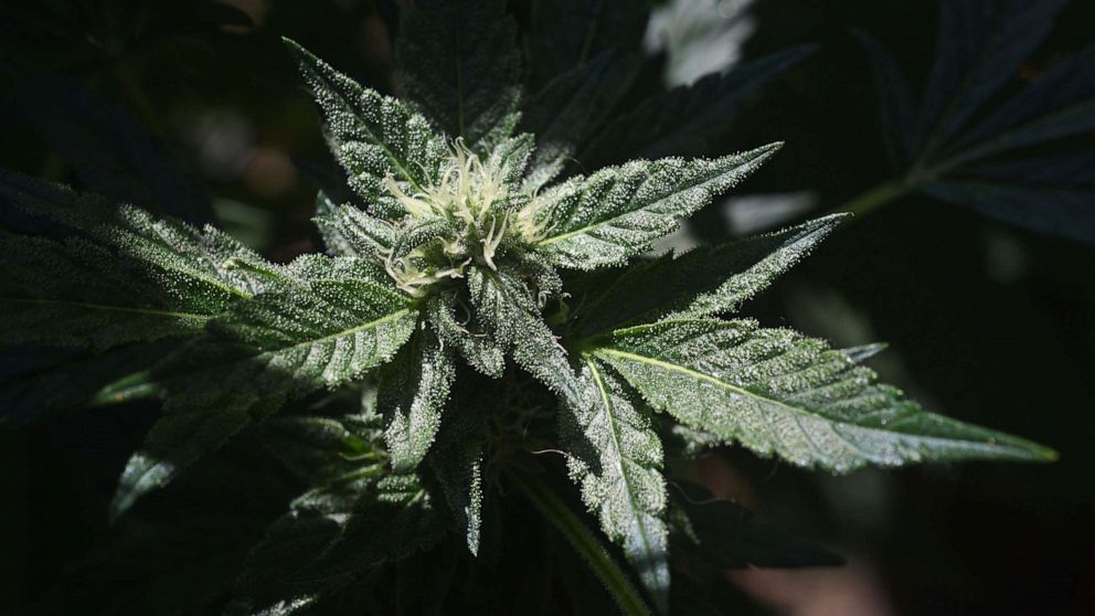 PHOTO: A marijuana cannabis plant flowers outdoors in Long Beach, Calif., June 7, 2022.