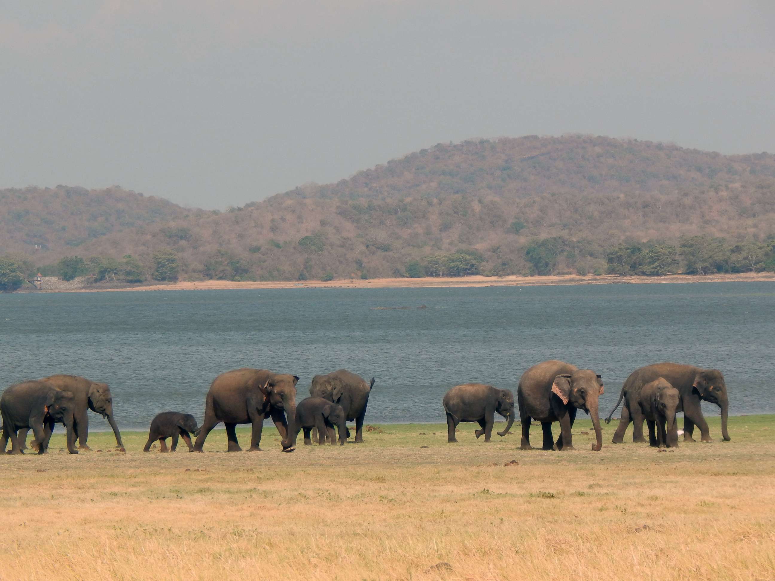 PHOTO: Elephants roam in Minneriya, a large reservoir in Sri Lanka.