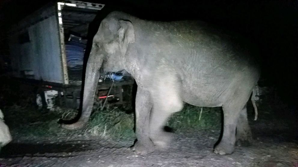 PHOTO: New York State Troopers assisted with the rescue of a 44-year-old Vietnamese elephant who wandered away from her animal sanctuary on Nov. 11, 2018.