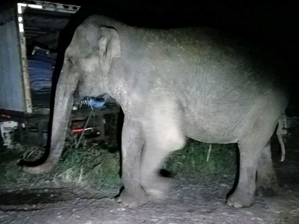 PHOTO: New York State Troopers assisted with the rescue of a 44-year-old Vietnamese elephant who wandered away from her animal sanctuary on Nov. 11, 2018.