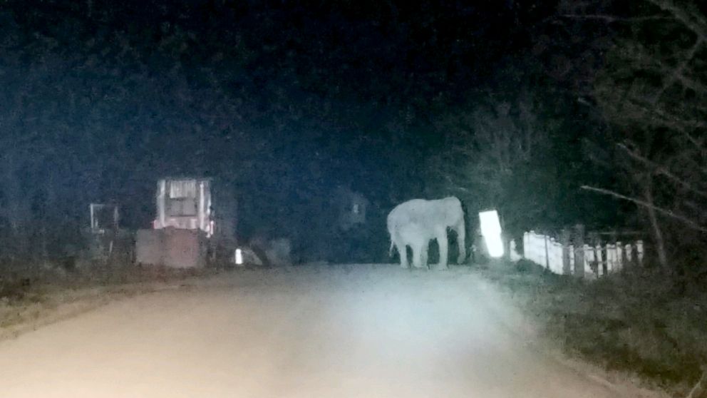 PHOTO: New York State Troopers assisted with the rescue of a 44-year-old Vietnamese elephant who wandered away from her animal sanctuary on Nov. 11, 2018.