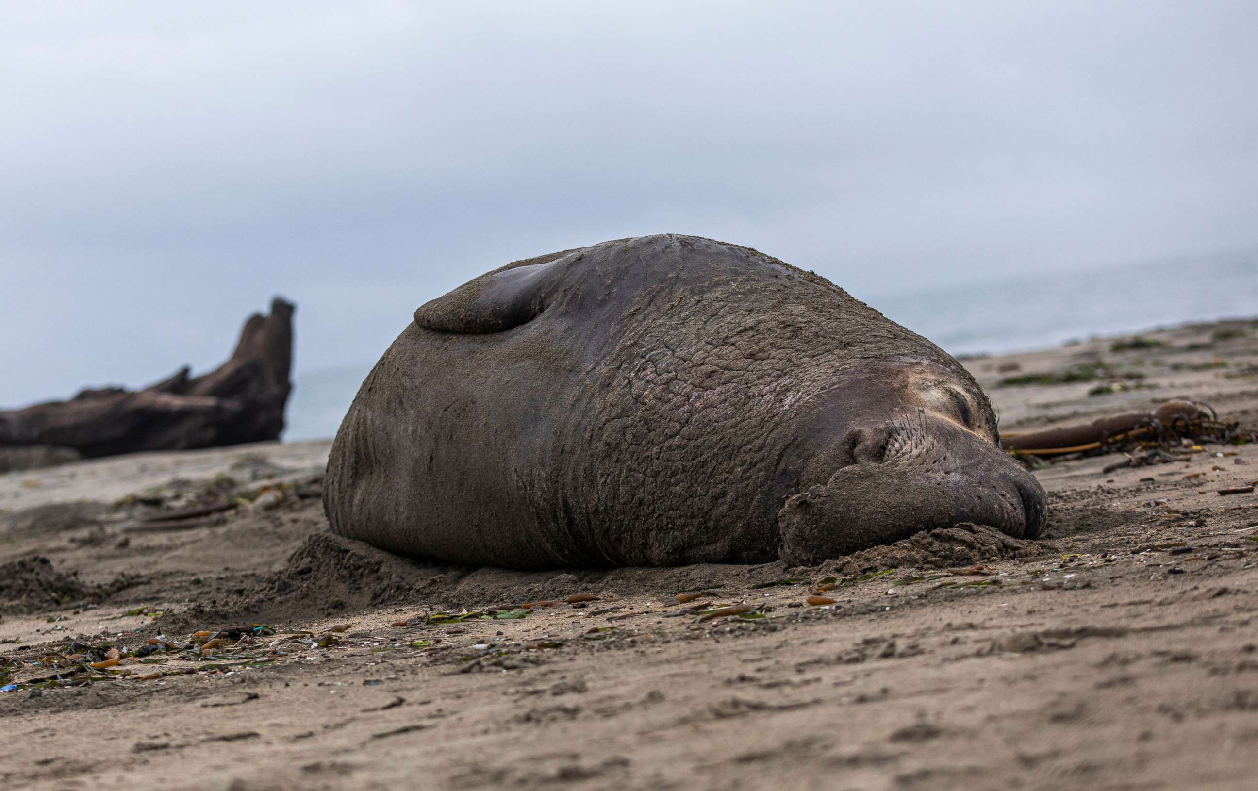 PHOTO: (FILES) In this file photo taken on December 13, 2019, a bull elephant seal rests on the sand at Drakes Beach in Inverness, California. 