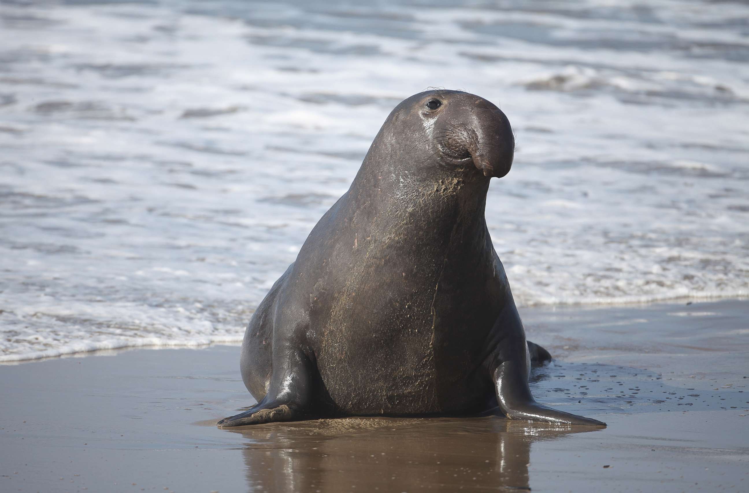 PHOTO: A male Elephant seal at the Ano Nuevo State Reserve, Jan. 13, 2010, in California.
