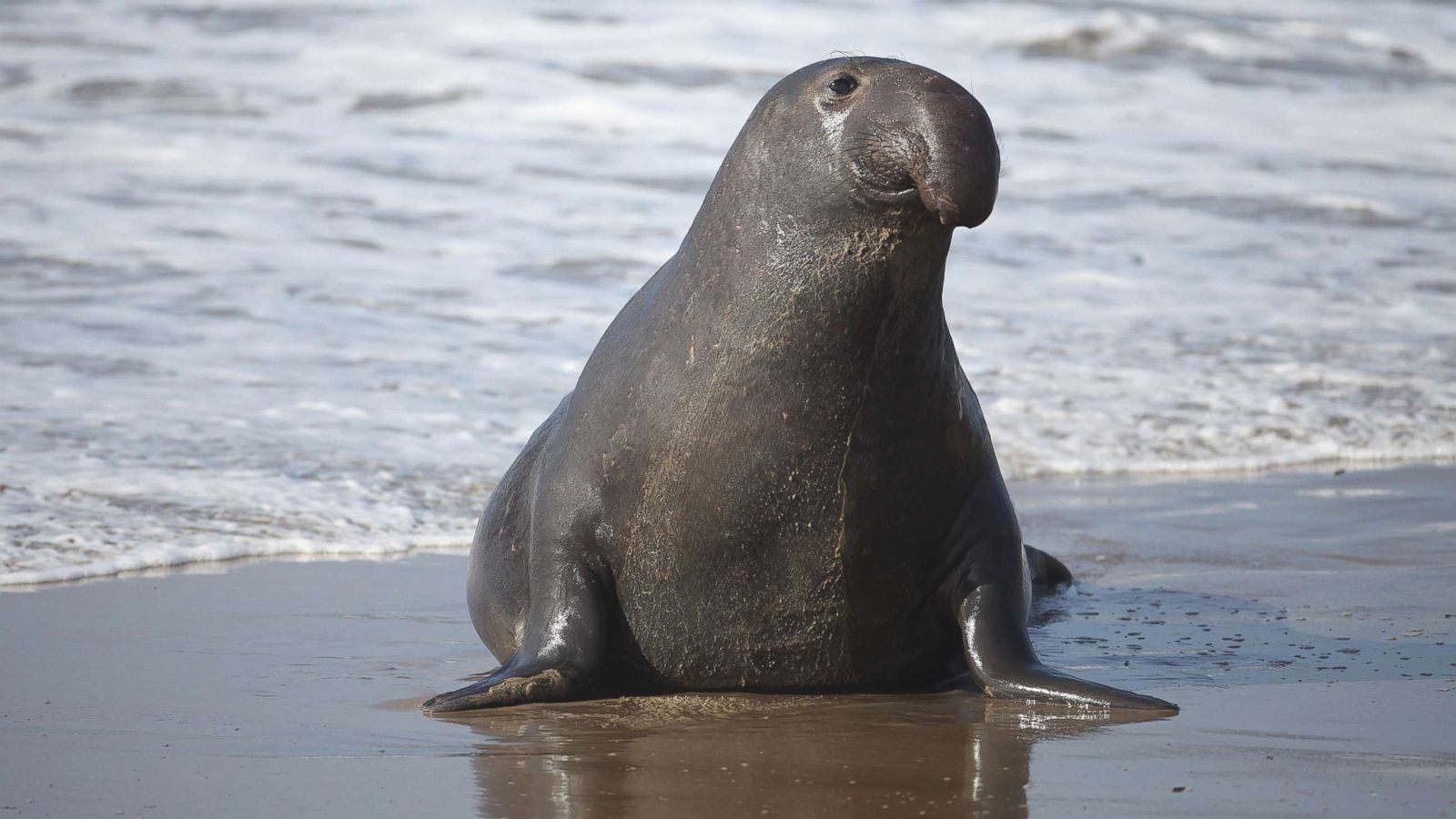 northern elephant seal male