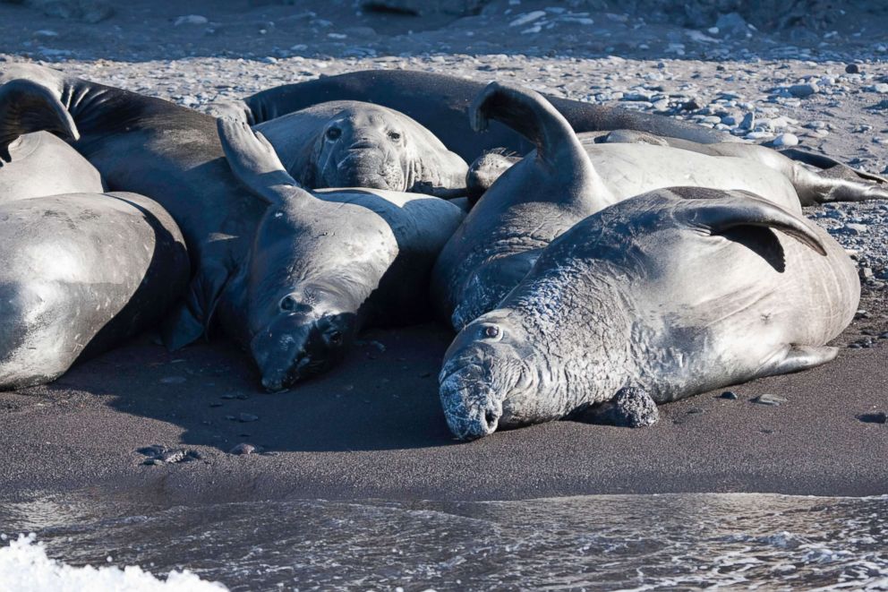 PHOTO: Juvenile Northern elephant seals rest on a beach on Guadalupe Island, Mexico. 