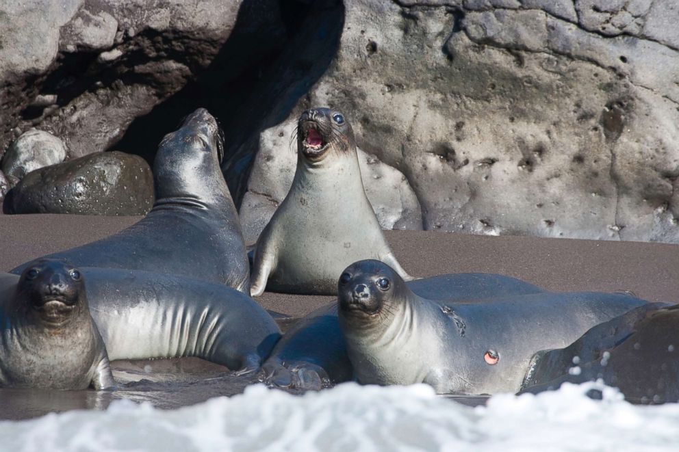 PHOTO: Northern elephant seal pups on Guadalupe Island, Mexico.